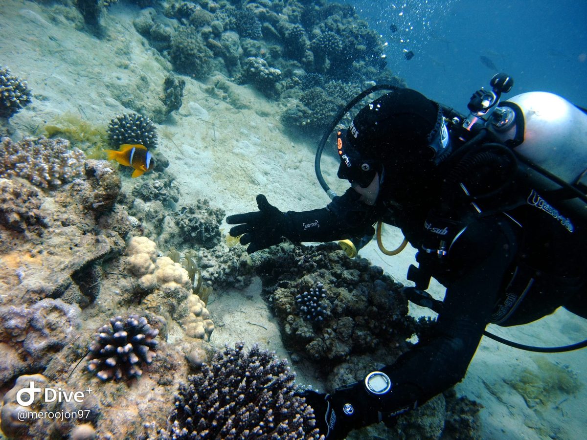 Diver at the submerged C130 Hercules aircraft near Aqaba