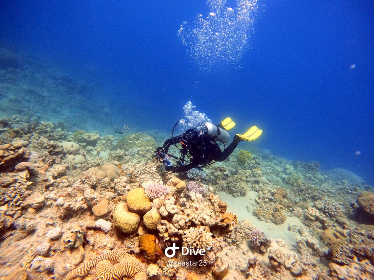 Shallow house reef at Cazar Reef and First Bay in Aqaba
