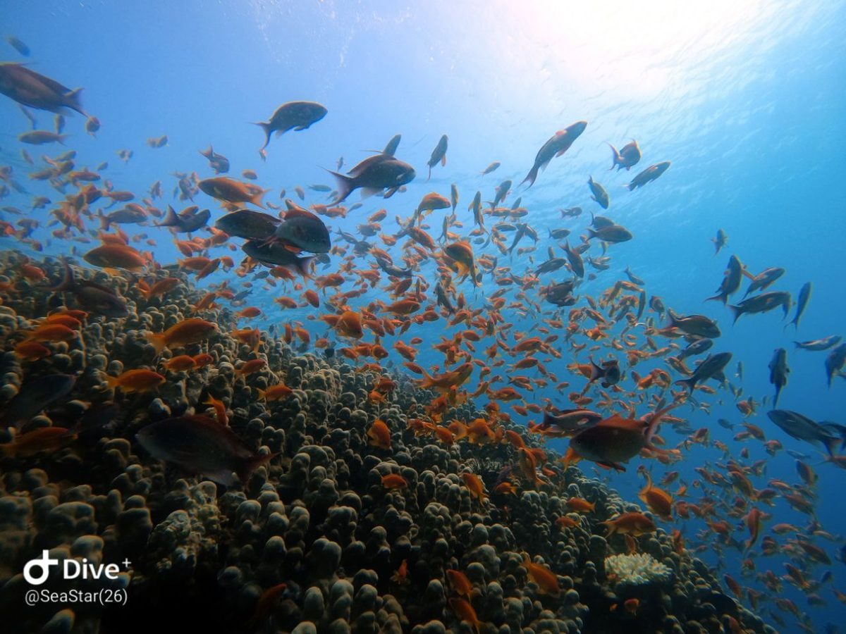 Sandy slope at Eel Garden dive site in Aqaba