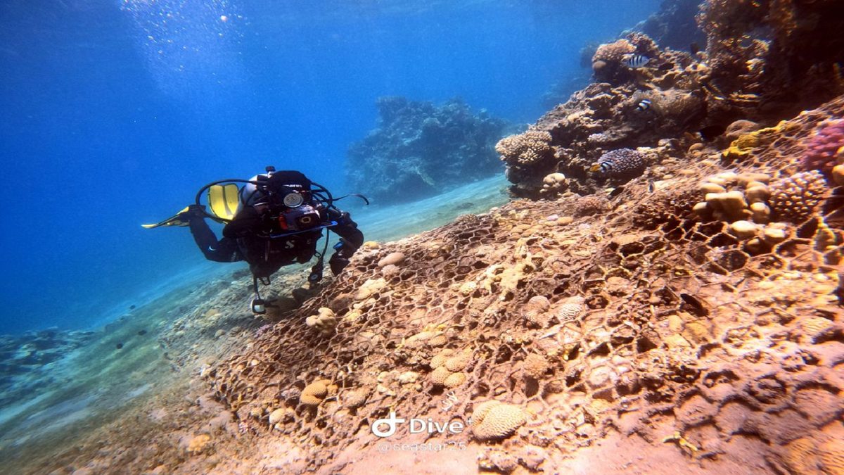 Wall diving at the Power Station site in Aqaba