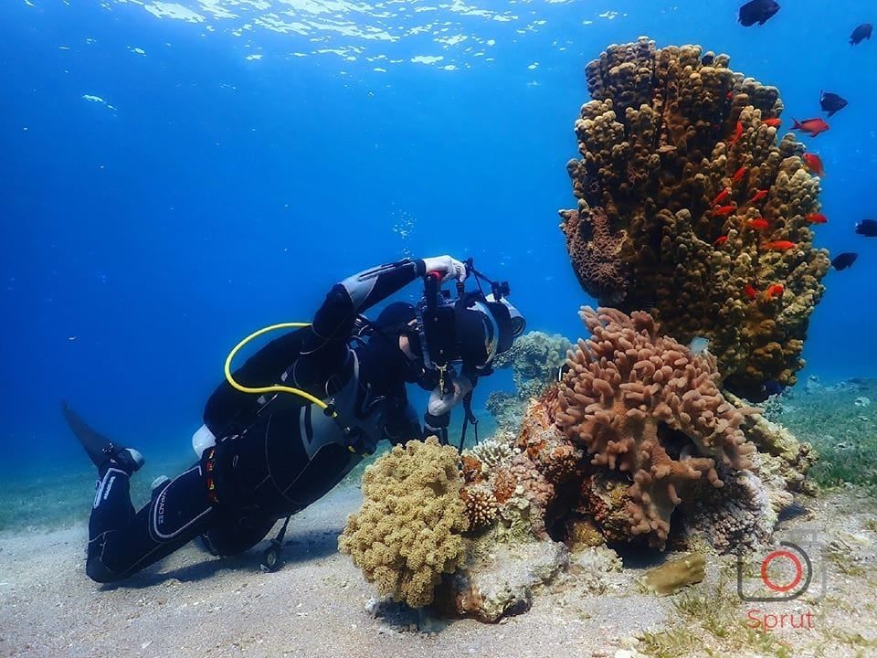 Reef wall near Rainbow Reef and Cable Canyon in Aqaba