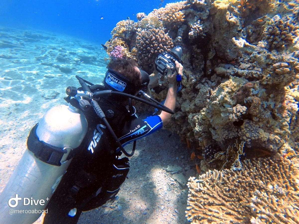 Snorkeler over the shallow M42 Tank reef off Aqaba