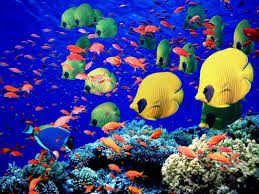 Coral and sandy patches at Yallow Stone Reef in Aqaba